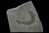 Devonian Spiny Shark (Diplacanthus) Fossil - Scotland #156287-1